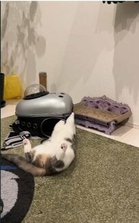 【無防備なお腹はやめて？！】ゴロンと転がる姉猫に飛び掛かる妹猫、「やっぱり」な結末にユーザー爆笑