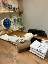 靴下を丸めていると…まさかの猫ちゃんの行動に笑ってしまう！「ロケットですね」などの声