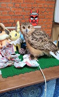 【派手な登場のフクロウ】荒々しく飛んでくる姿にビビる！？ワイルドな姿が話題に