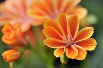 【ガーデニング】秋庭の「オシャレ番長」を探せ！存在感バツグンの花8選