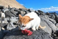 「よこせー！」「絶対やらん！」お魚を食べる猫を狙う影　油断できない食事風景が思わず手に汗握ります
