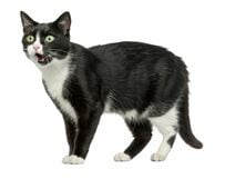 「どしたん。はなし聞こか」猫さんのシリアスな格好に笑ってしまう　「人間入ってる」