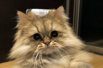 飼い主が起きるのを待つ猫　可愛い待ち姿に「優しいね」の声