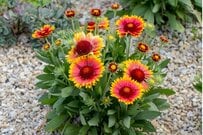 【ガーデニング】秋の庭や花壇がお洒落になる「主役にしたい花」オススメ4選