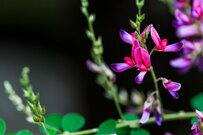 【ガーデニング】秋の庭は和風テイストが似合う。大人シックで穏やかな草花・オススメ10選