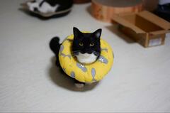 【新惑星誕生？！】土星になった猫に思わず二度見　あまりにもキュートだと話題に