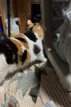 大好きなお父様がいつもの席に座ると…元保護猫の行動に思わずほっこり