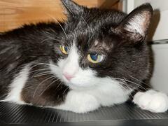 人と仲良くなれない保護猫の困った癖。12年のときで変わったあたたかな幸せ