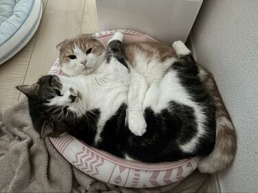 すぐそこに「2匹用のベッド」があるけれど 猫2匹の尊い選択が