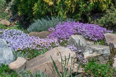 春から始めるロックガーデン】今が植えどき＆植えっぱなしOK！乾燥に