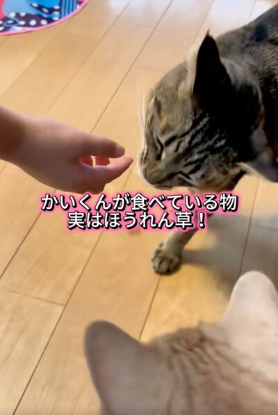 ほうれん草が好きなかいくん