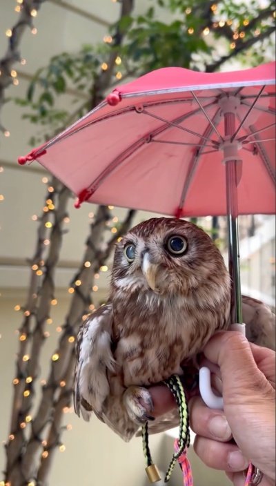 投稿動画のワンシーン