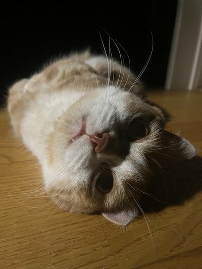 暗闇で遭遇したらびっくりしてしまいそう