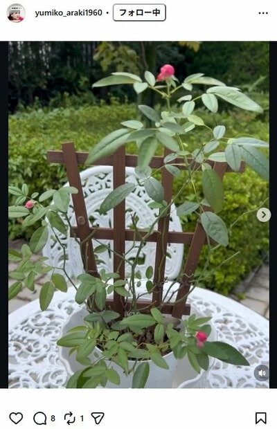 荒木由美子のInstagram投稿（再び開花した薔薇）