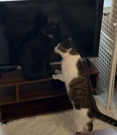 テレビの前のコンブくん