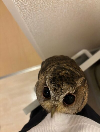投稿動画のワンシーン