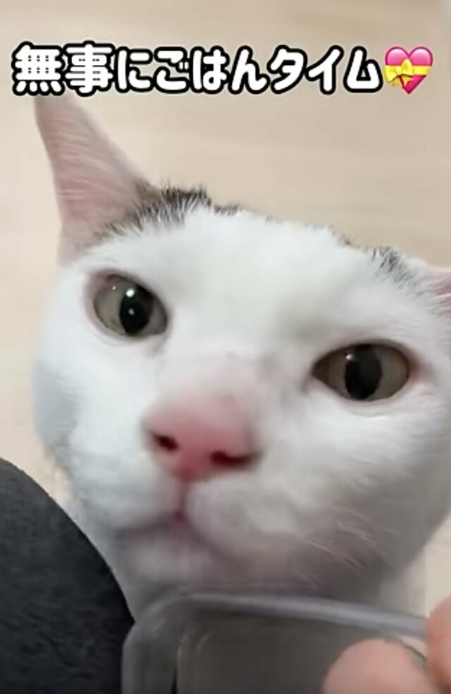 「こんなの笑うよw」ご飯の音で猫を呼ぶと→意外な反応に思わず爆笑してしまう