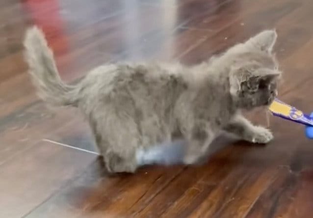 生まれつき上手く歩けない猫→獣医たちと一緒に治療に励む姿に感動　「獣医たちに感謝」と反響