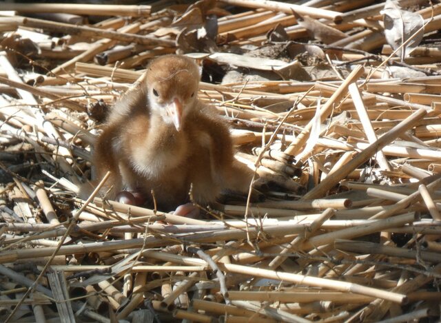 【神戸市立王子動物園】「待望の！！」6月に生まれた「タンチョウのヒナ」は間違いなくかわいいです「生まれたてのひなはフワフワ」（兵庫県）
