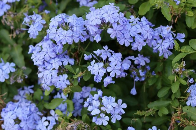 【玄関を彩る花木3選】初夏に美しく咲く低木でおしゃれな庭づくり。香りや花色の変化も楽しめる人気品種