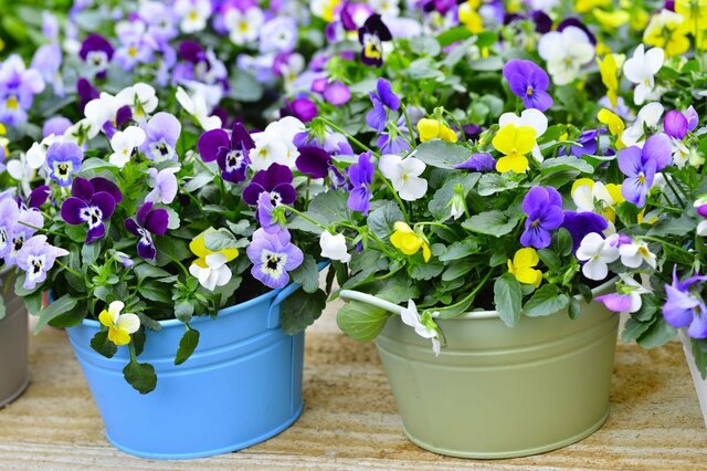 【冬の終わりから春本番まで】ナチュラル＆キレイで育てやすい「一年草・多年草4選」　植えっぱなしOKの花も…