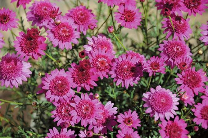 ボンザマーガレットの写真