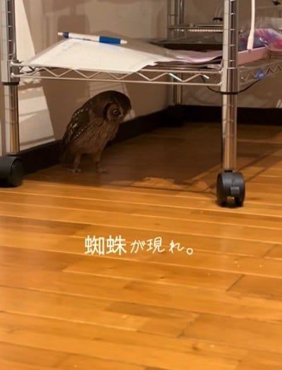 【クモを発見したフクロウ】追いかけて、追いかけて、結局…→予想外の表情に笑ってしまう