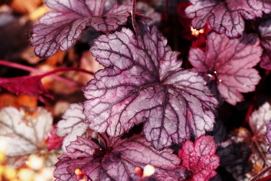 Anna Gratys/Shutterstock.com