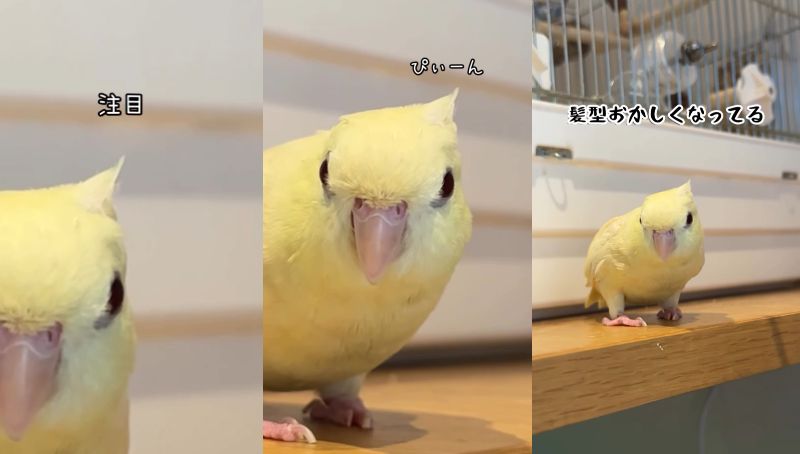 出所：@daiinkoteikoku_soraoto