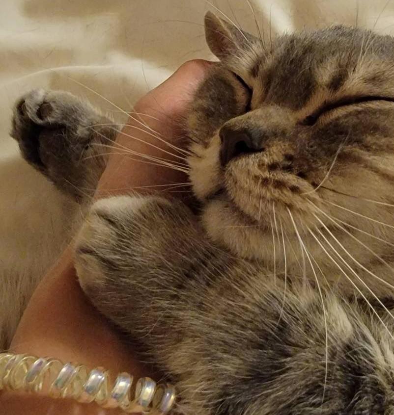 出所：@nekotansoku