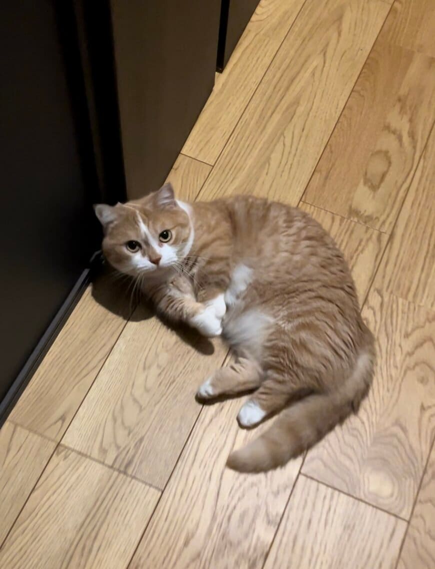 出所：@kotaro_0315