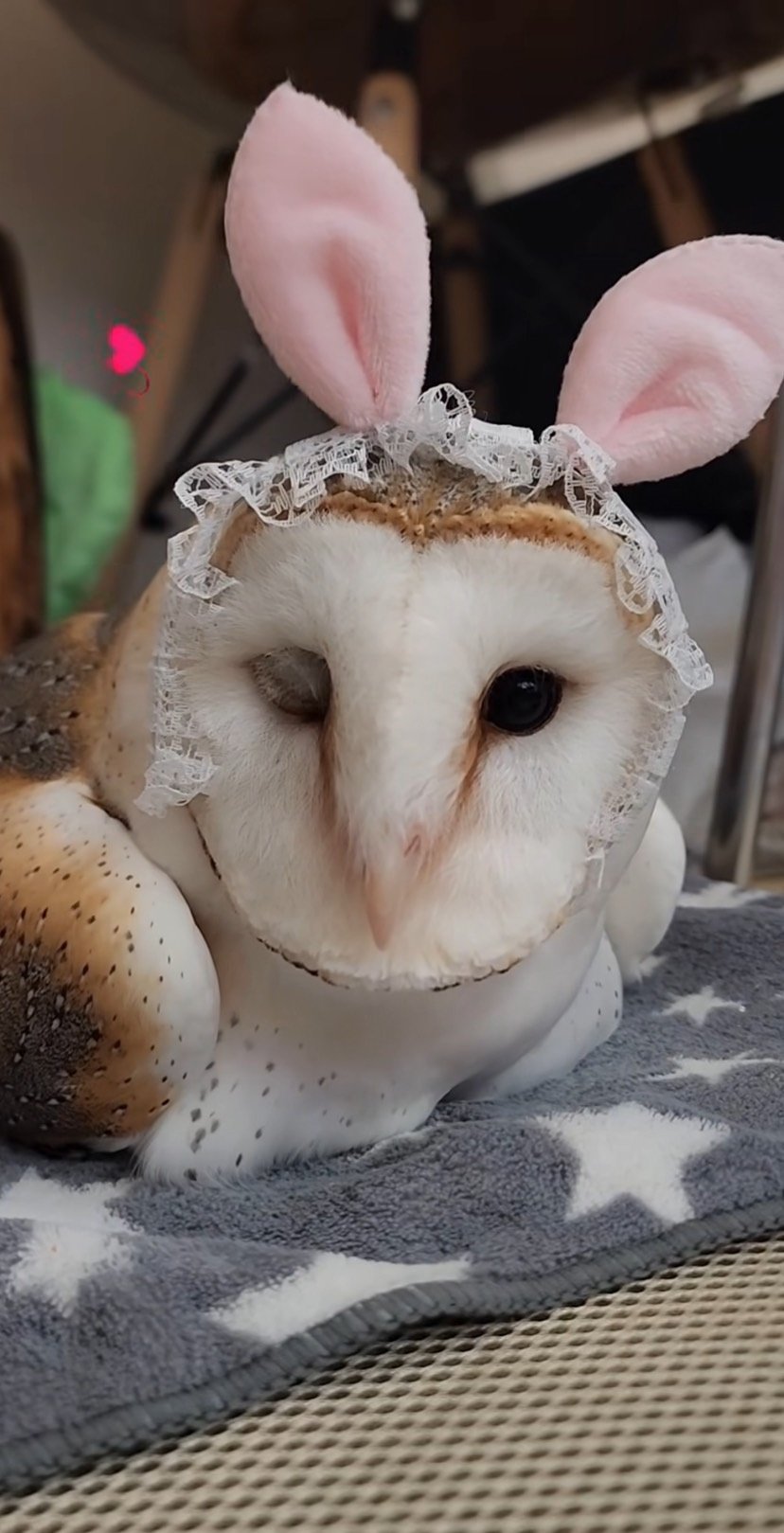 出所：@miki4wan108