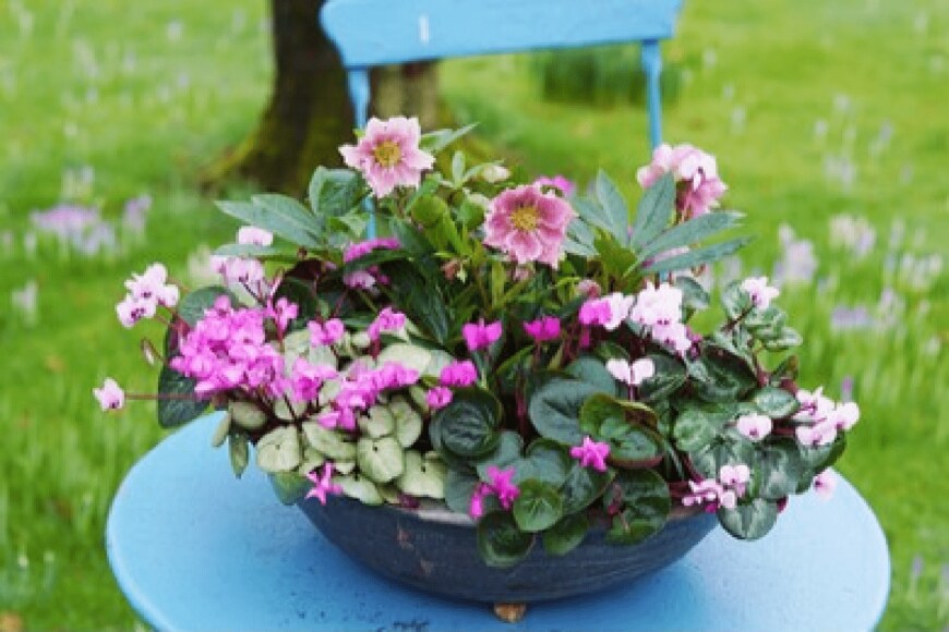 Natalia van D/shutterstock.com