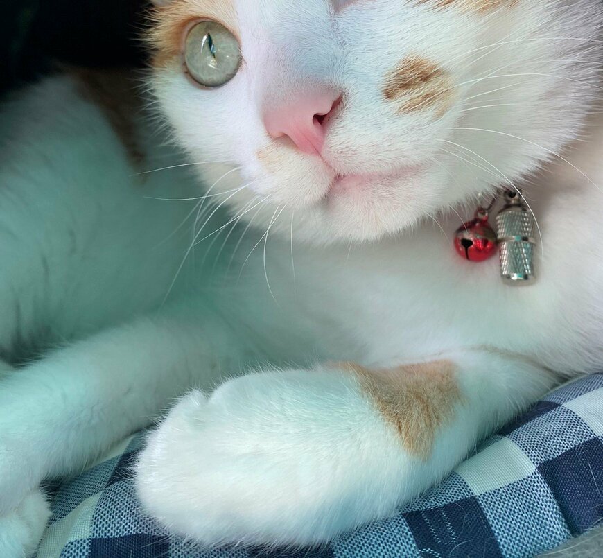 出所：@luna7taka9