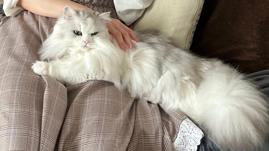 出所：@NEKOLAND13