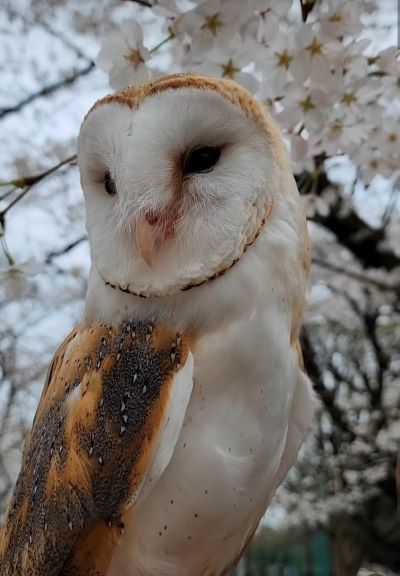 【メンフクロウ】お友達と「お花見」を楽しむフクロウが話題　SNSでは「楽しそう」「笑顔がいい」の声