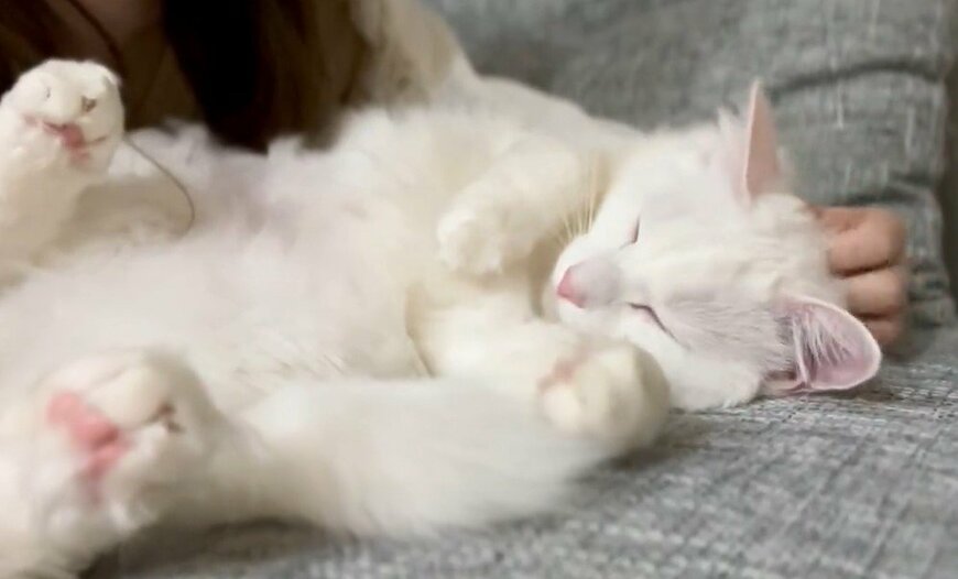 出所：@meltube_cat