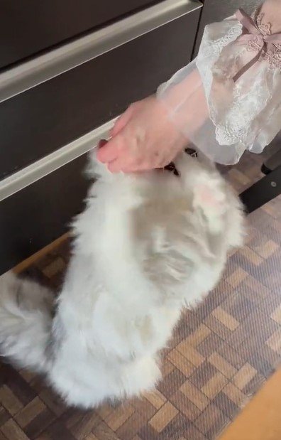 出所：@NEKOLAND13