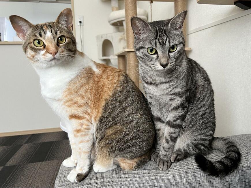 飼い主が「かつお節」を食べたら　猫達の反応に5000いいね「仲間と認証された？w」