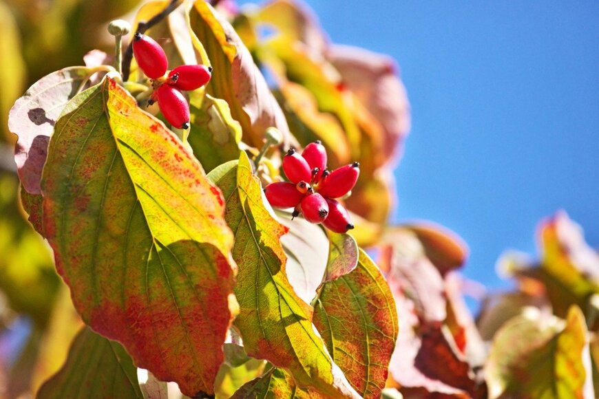 igaguri_1/istockophoto.com