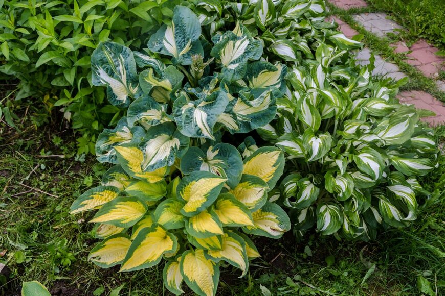 S.O.E/shutterstock.com