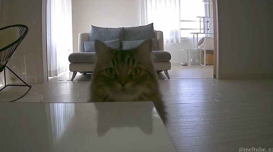 出所：@meltube_cat