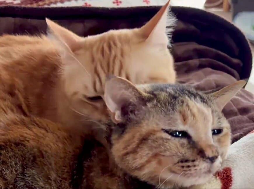 出所：@Adonis_Beginner