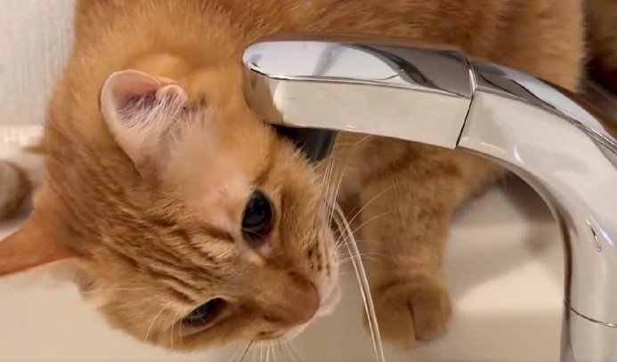 出所：@Adonis_Beginner