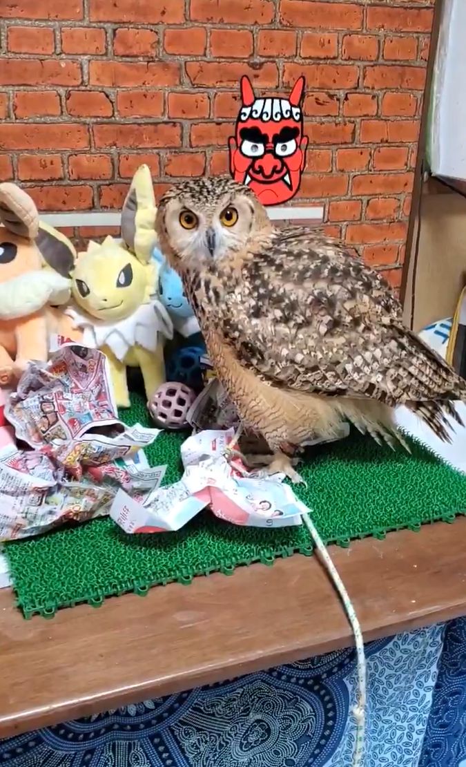 【派手な登場のフクロウ】荒々しく飛んでくる姿にビビる！？ワイルドな姿が話題に