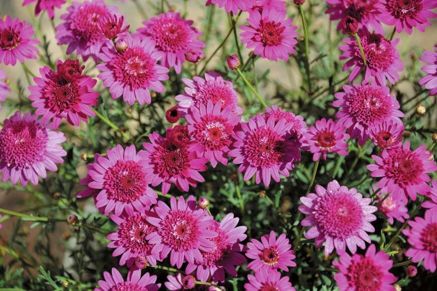 出所：サントリーフラワーズ ボンザマーガレット