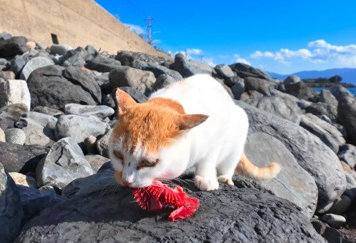 「よこせー！」「絶対やらん！」お魚を食べる猫を狙う影　油断できない食事風景が思わず手に汗握ります