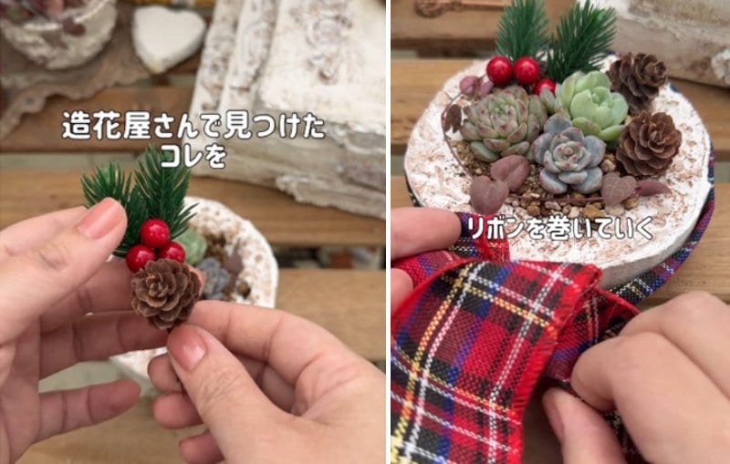 出所：＠taniku_succulents_life