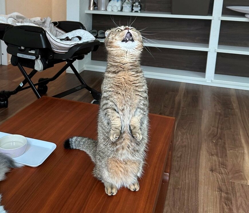 出所：@ponpokopontanu