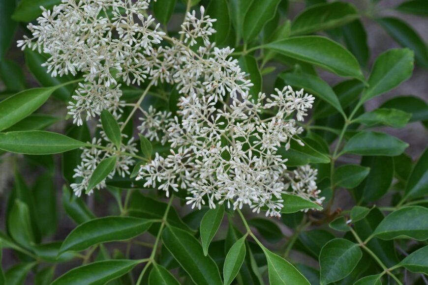 tamu1500/shutterstock.com